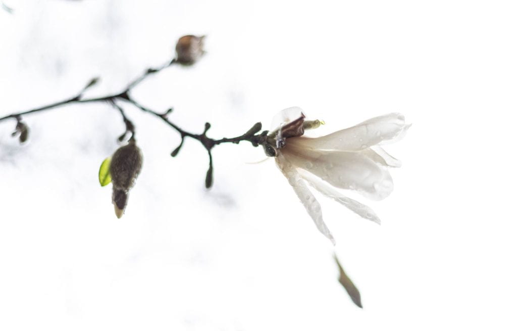 A closeup of a white magnolia flower in rain.